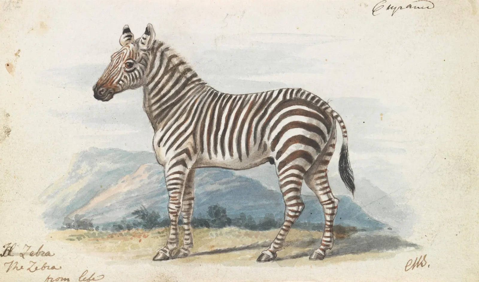 Charles Hamilton Smith's 1837 watercolor of a zebra standing in profile, the animal the puzzle asks about